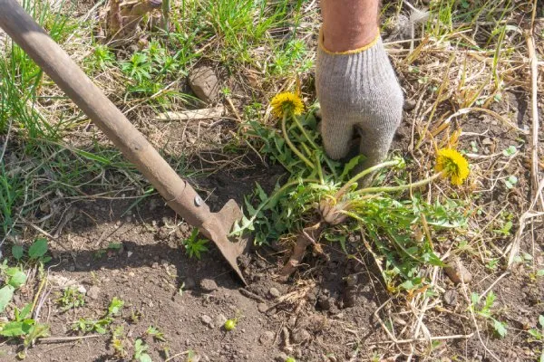 Reliable Planting Professional Planting