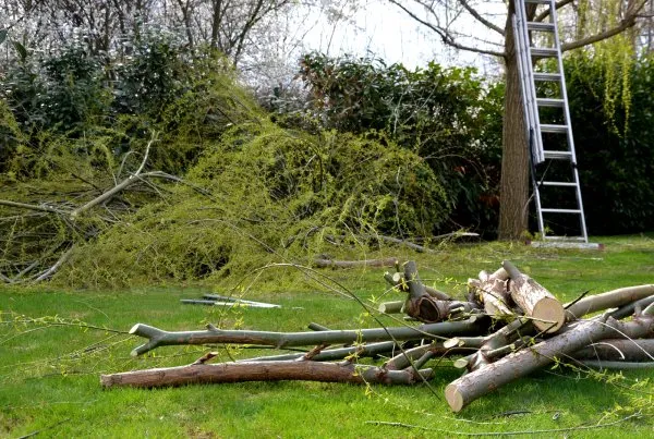 Reliable Tree Trimming Professional Tree Trimming