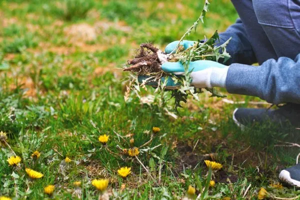 Reliable Yard Cleanup Professional Yard Cleanup