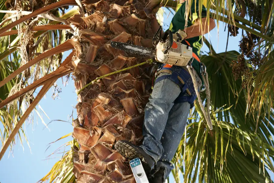 How to Trim a Palm Tree Ojai, CA
