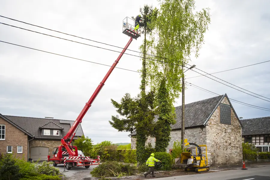 How to Trim a Palm Tree in Ojai, CA