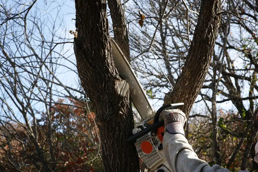 How to Trim a Tree Ojai, CA