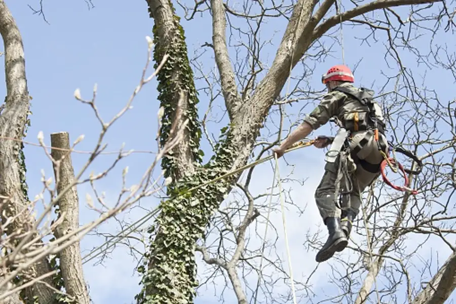 How to Trim a Tree in Ojai, CA
