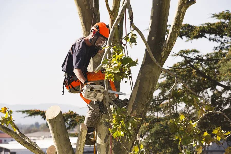 Professional Tree Trimming Ojai, CA