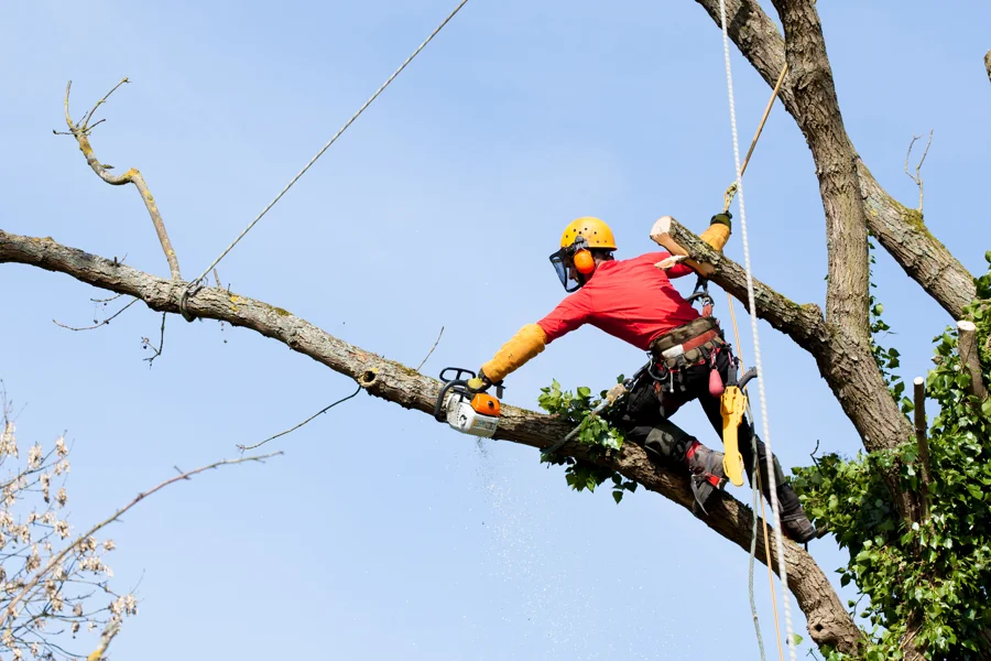 Reliable Tree Trimming in Ojai, CA