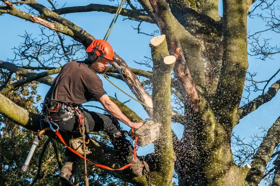 Affordable Tree Trimming in Ojai, CA