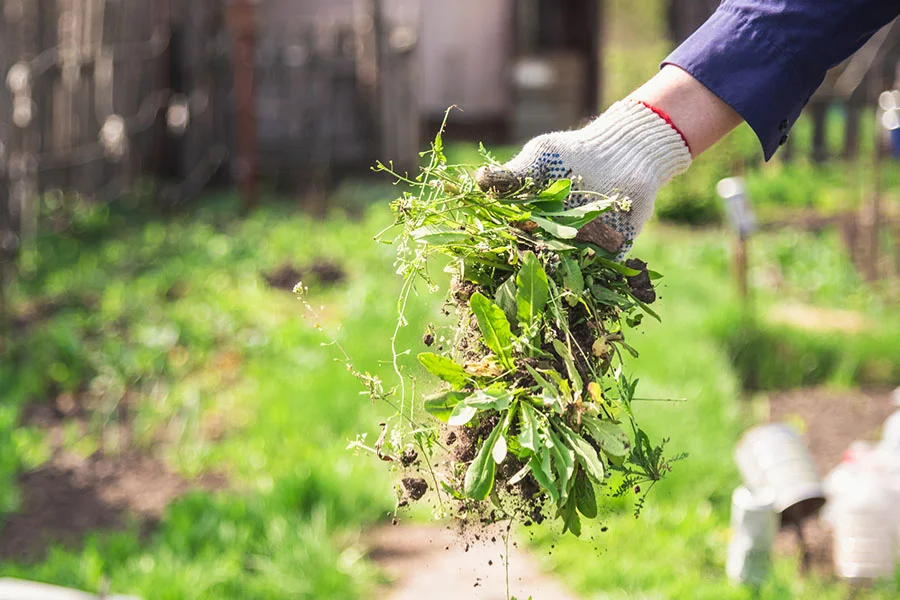 What Does Yard Cleanup Include Ojai, CA